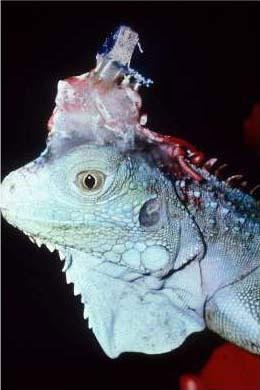 ���أ��Ҳ��̶õĶ���ʵ�����Ƭ��ͼ��