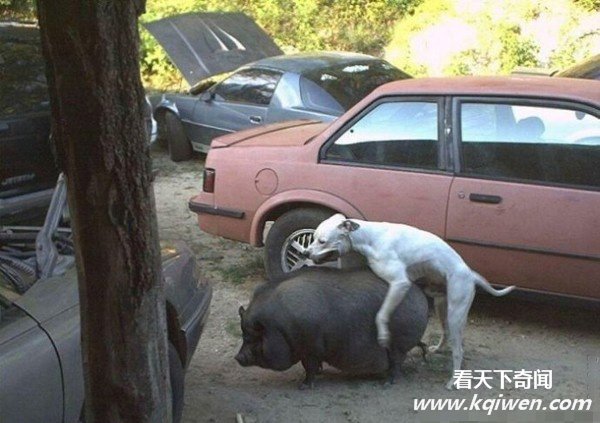 �����İ��ĳ��ͳ��� ǿ����������ͼ�̵�(��ͼ)