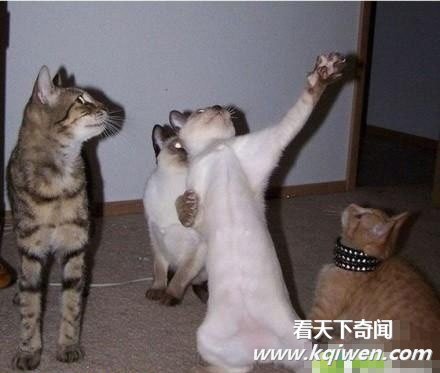 ��һ��Ц���˲���������ͼЦͼ�󼯽�