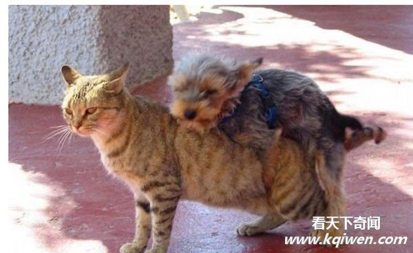 �����İ��ĳ��ͳ��� ǿ����������ͼ�̵�(��ͼ)